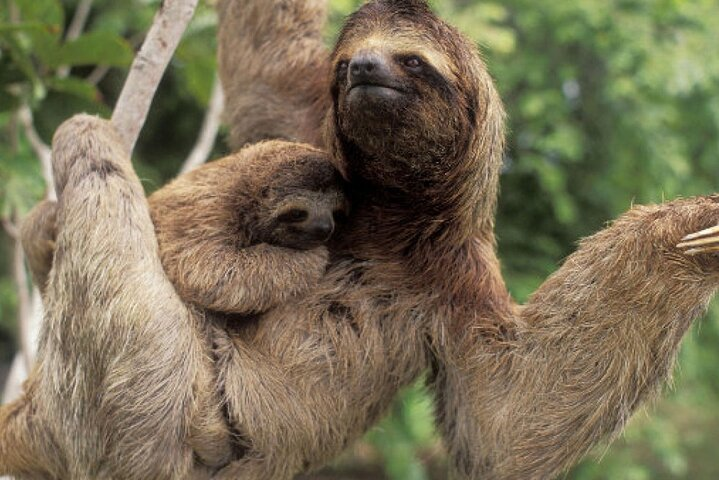 Sloth, Waterfall, Chocolate and Coffee tour including lunch  - Photo 1 of 25